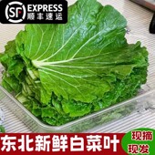 打饭包叶东北大白菜叶新鲜蔬菜叶散装 大白菜叶子即食蘸酱菜顺丰