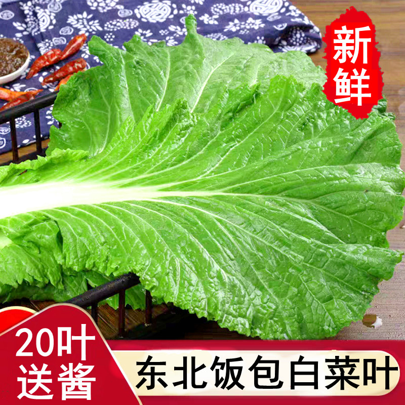 东北饭包白菜叶打饭包的大白菜叶子新鲜农家蘸酱蔬菜组合20叶送酱