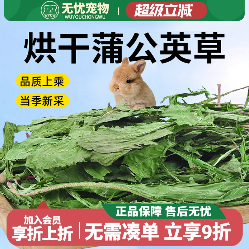 蒲公英干草兔子荷兰猪龙猫保健草