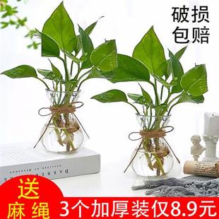 風(fēng)信子裝 飾花瓶植物創(chuàng)意水培容器透明玻璃瓶花盆瓶插養(yǎng)花植物器皿
