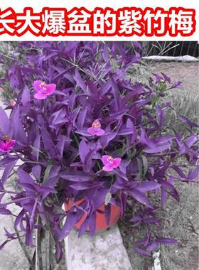 室外室内花卉绿植盆栽紫色吊兰紫竹梅紫罗兰喜光好养植物鸭芷草