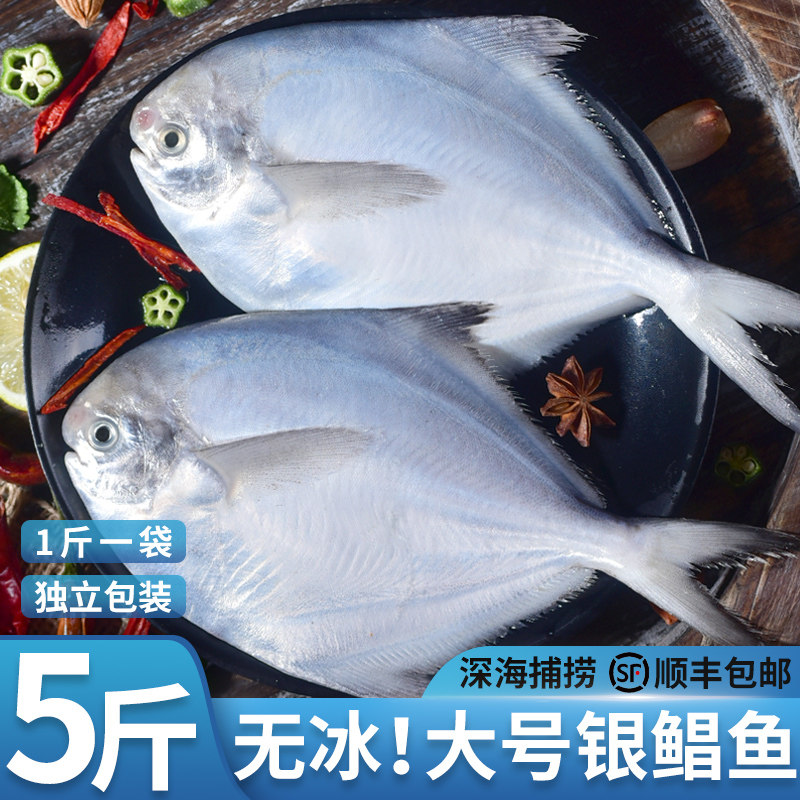 青岛5斤海捕银鲳鱼新鲜冷冻海鱼白鲳鱼大号平鱼海昌鱼镜鱼扁鱼_虎窝淘