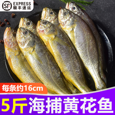 5斤小黄花鱼6-7条新鲜海捕冷冻