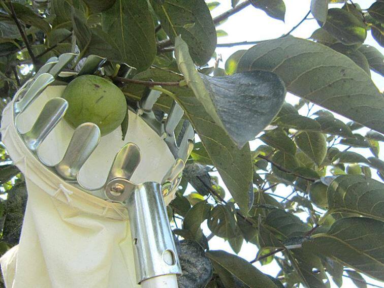 柚子专用橄榄高枝杆子套神器镰刀打荔枝胡柚摘果s器7米石榴不锈钢