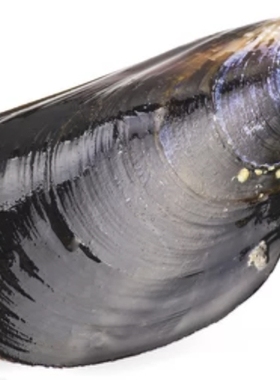 【海洋软黄金】贻贝急救喷雾15ml×3瓶 德国进口 10%浓度