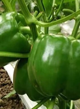 自家种植圆椒青甜椒彩青椒圆椒灯笼椒5斤蔬菜新鲜包邮菜椒太空椒
