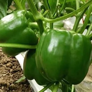 自家种植圆椒青甜椒彩青椒圆椒灯笼椒5斤蔬菜新鲜包邮菜椒太空椒