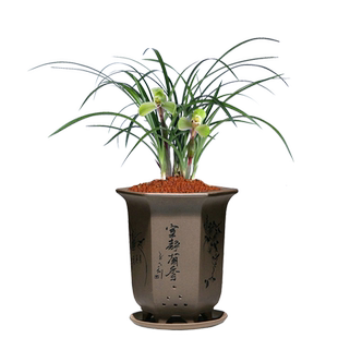 华香园兰花 春兰老八种之一 集圆 浓幽香型盆栽盆景耐阴绿植花卉