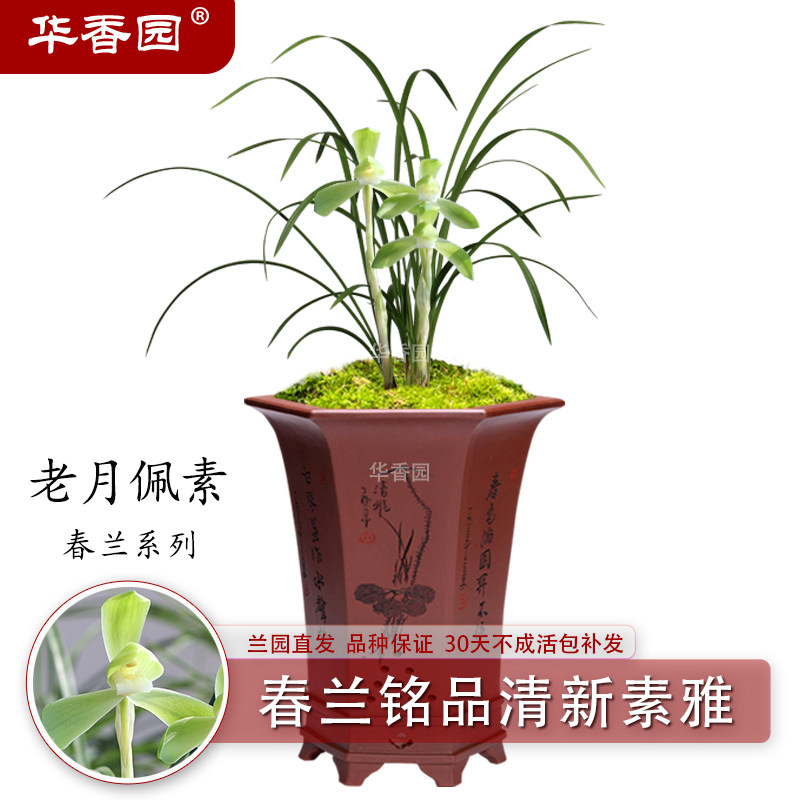 兰花苗【老月佩素】春兰铭品清新素雅办公室内耐阴绿植盆栽带花苞
