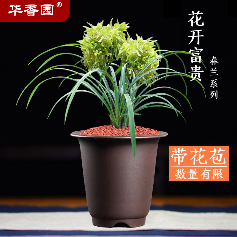 华香园兰花 花开富贵 春兰 浓香型办公室内外耐阴绿植盆栽花卉
