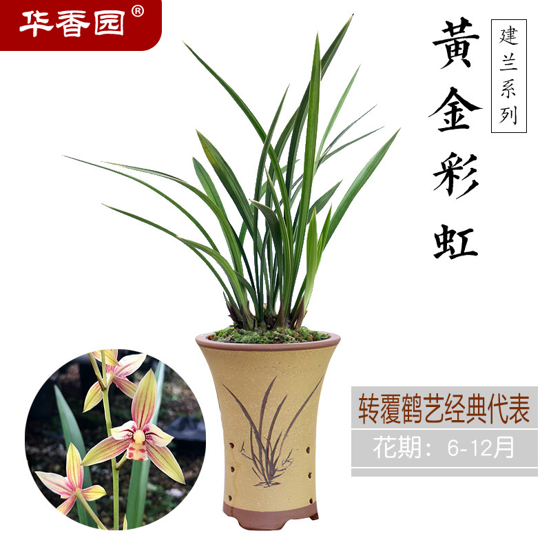 华香园兰花 黄金彩虹 建兰四季兰浓香型办公室内盆栽盆景多肉绿植