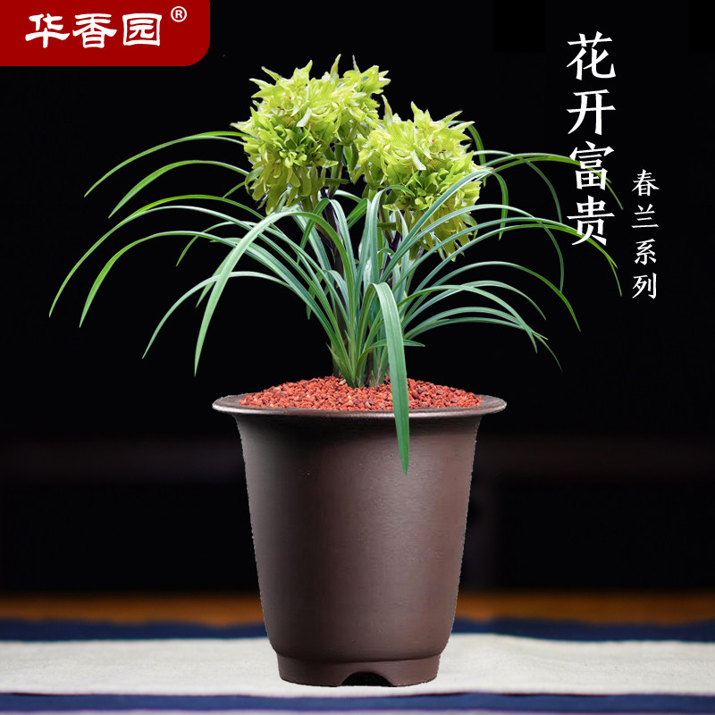 华香园兰花 花开富贵 春兰 浓香型办公室内外耐阴绿植盆栽花卉