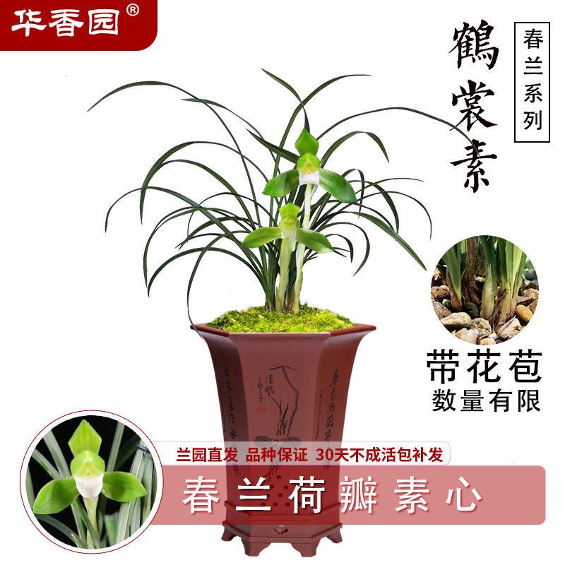 华香园兰花 春兰素心铭品 鹤裳素 浓香型盆栽盆景耐阴绿植花卉