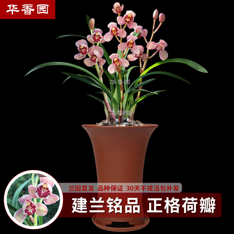 华香园兰花 红月 建兰四季兰幽香型办公室内盆栽鲜花多肉耐阴绿植
