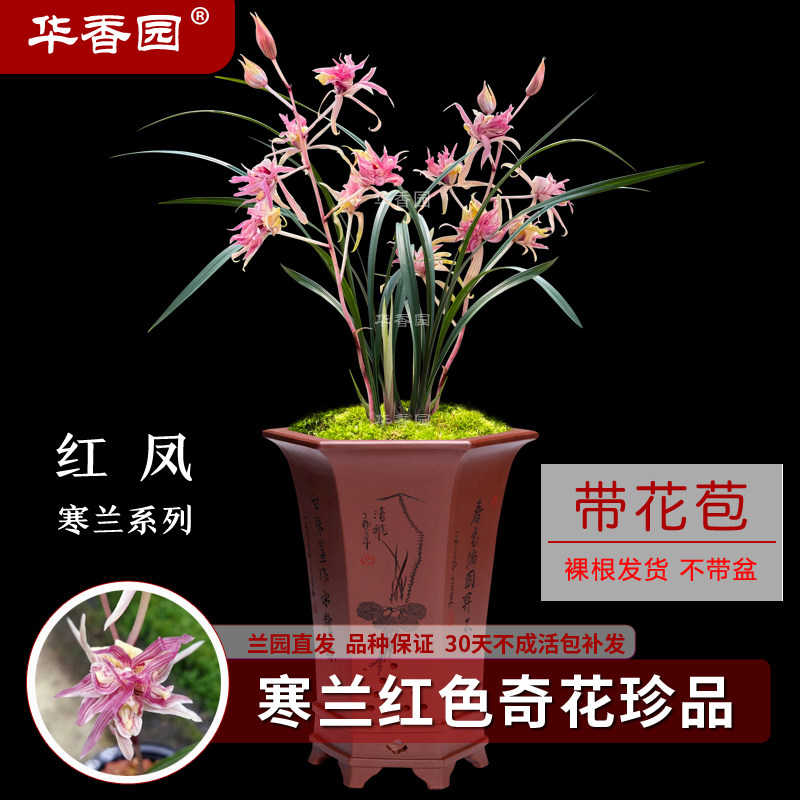 华香园兰花 红凤 寒兰红色多瓣奇花珍品 浓香型 室内外绿植花卉