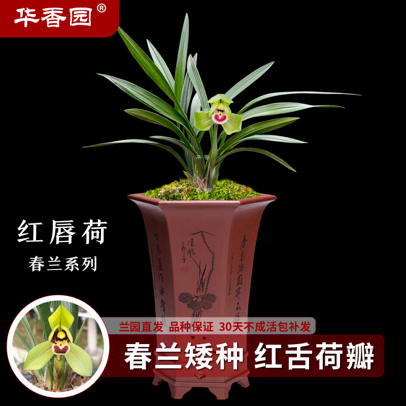 华香园兰花 红唇荷 春兰 浓香型 室内外绿植花卉盆栽耐阴