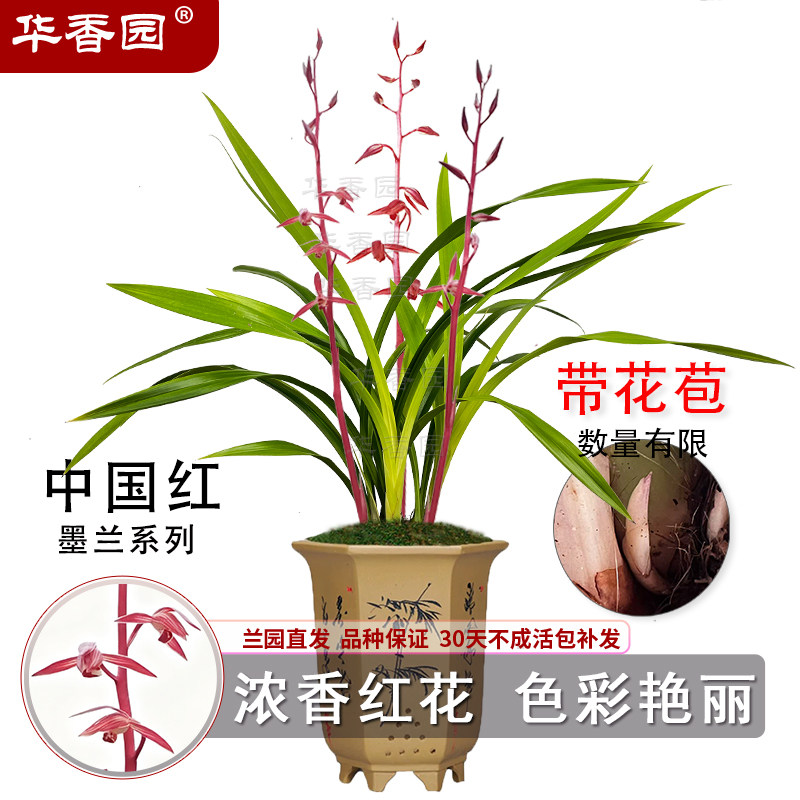 华香园兰花墨兰中国红前陇壮苗
