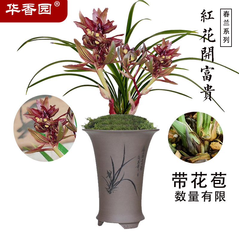 华香园兰花 红花开富贵 春兰 浓香型办公室内外耐阴绿植盆栽花卉