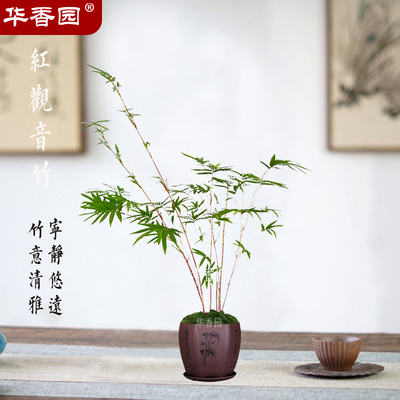 红竹观音竹盆栽室内禅意绿植书房茶室创意盆景办公室桌面竹子盆栽