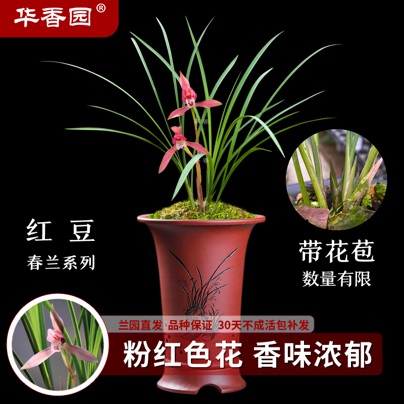 浓香型绿植兰花红豆春兰