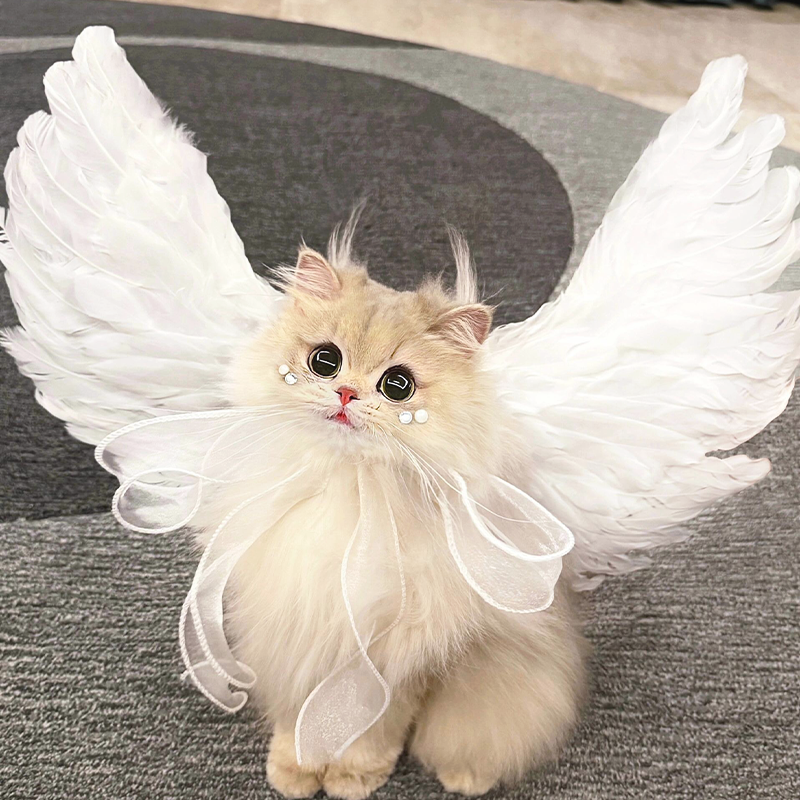 天使翅膀宠物装饰猫咪狗狗夏天胸背挂饰高颜值银渐层英短小型犬
