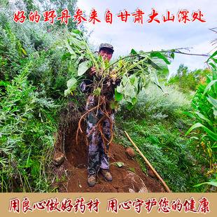 甘肃深山纯野生紫丹参中药材特级纯天然无硫丹参整根切片养生泡水