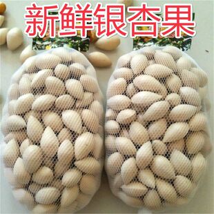 新鲜大白果新鲜生白果银杏果大佛指银杏白果子带壳优质白果子