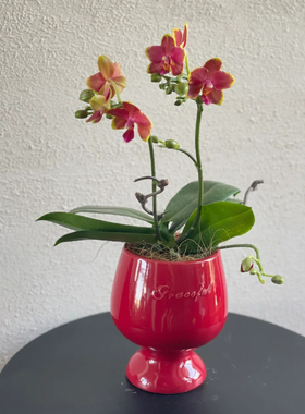 红色陶瓷花盆轻奢高级感家用花盆蝴蝶兰专用花盆高脚酒杯小花盆