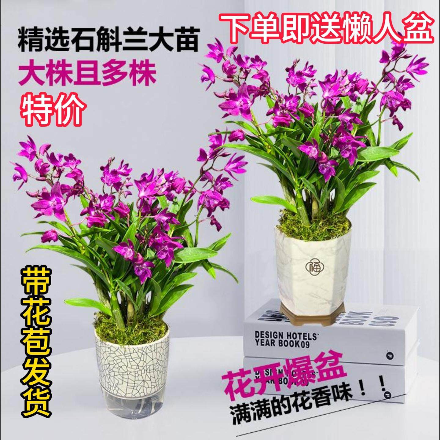 送懒人盆带多花苞限时特价