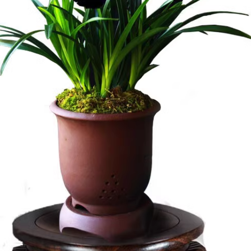 浓香兰花 黑雪姬 墨兰矮种名贵建兰系列兰草盆栽室内花卉好养