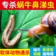 菜地杀蜗牛专用药杀鼻涕虫 药除窝牛蛞蝓治防蜗螺特效药蔬菜消灭