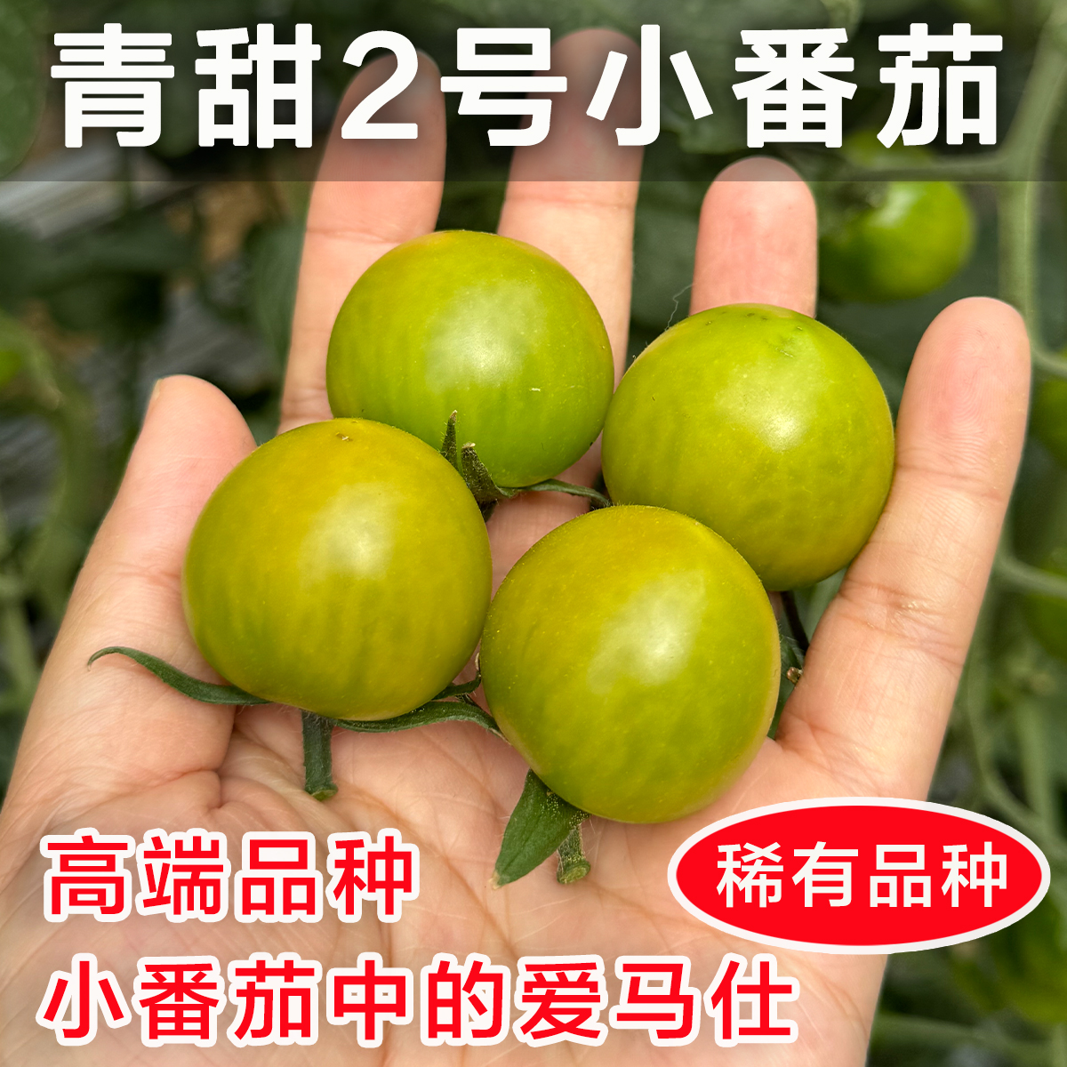 新品上架！团子家的果园/青甜2号绿色小番茄香甜多汁比圣女果好吃 水产肉类/新鲜蔬果/熟食 番茄 原图主图