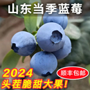 蓝莓季 团子家 结束 果园山东头茬特大蓝莓鲜果L25 F6水果