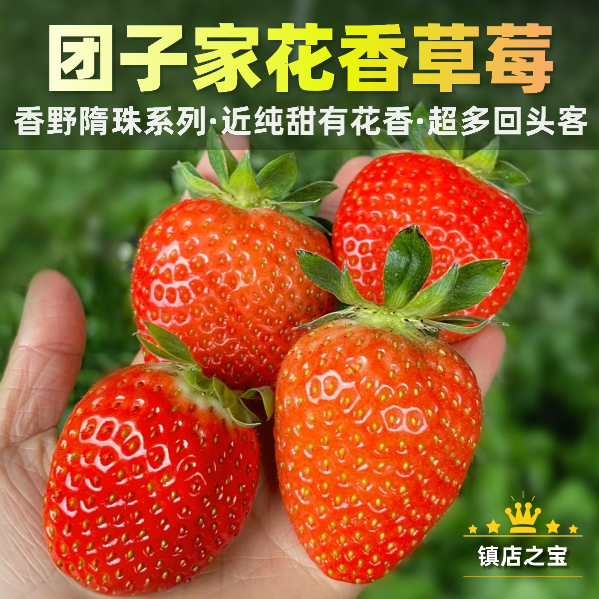 团子家花香草莓·香野隋珠系列