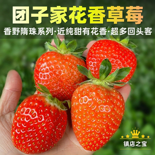镇店之宝·团子家 果园花香草莓香野隋珠原种纯甜系列山东临沂