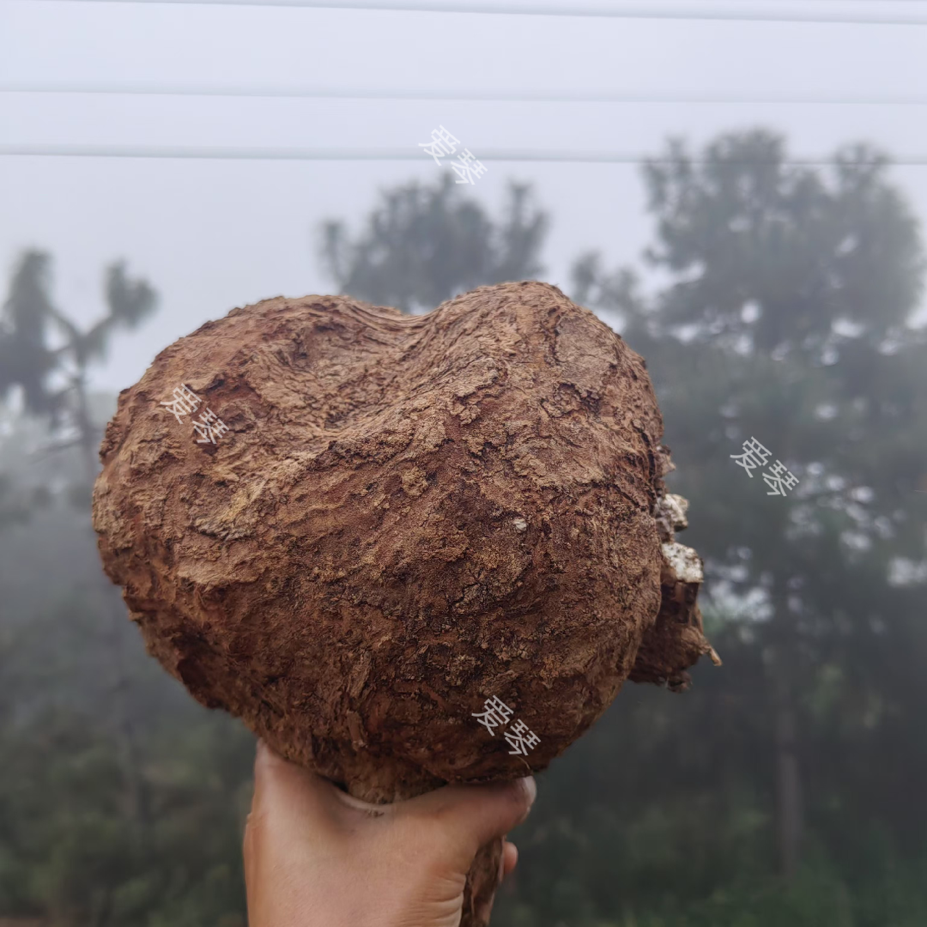 云南带皮新鲜现挖茯苓伏神白茯茯苓熬粥泡茶煲汤
