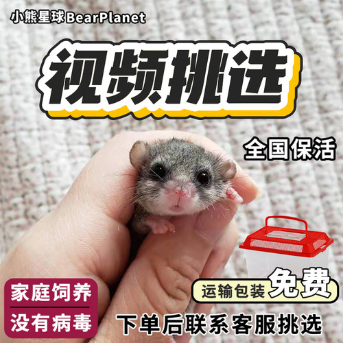 小熊星球西班牙睡鼠网红小宠物