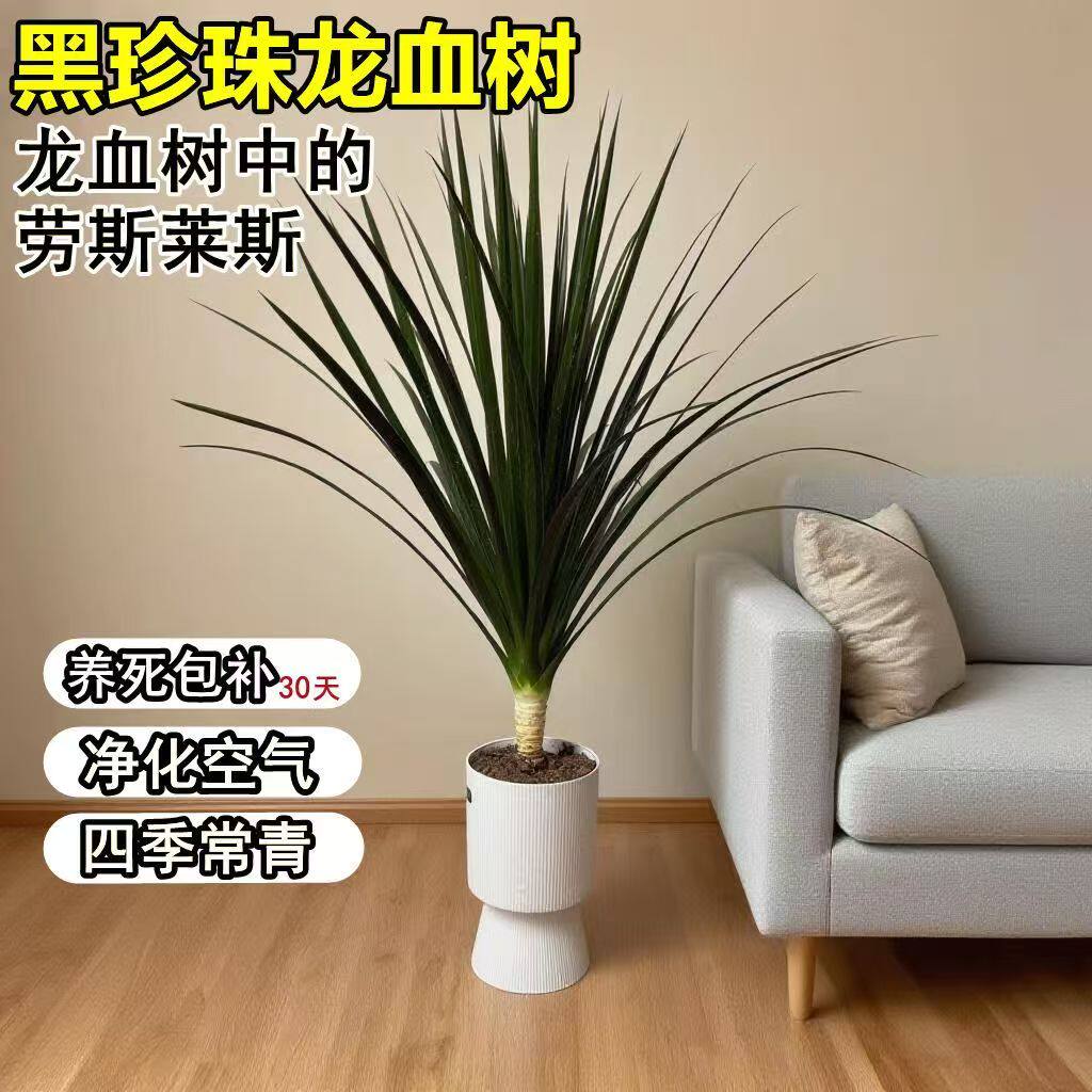 正品黑珍珠龙血树龙须树苗ins风落地室内室外绿植玄关家居客厅