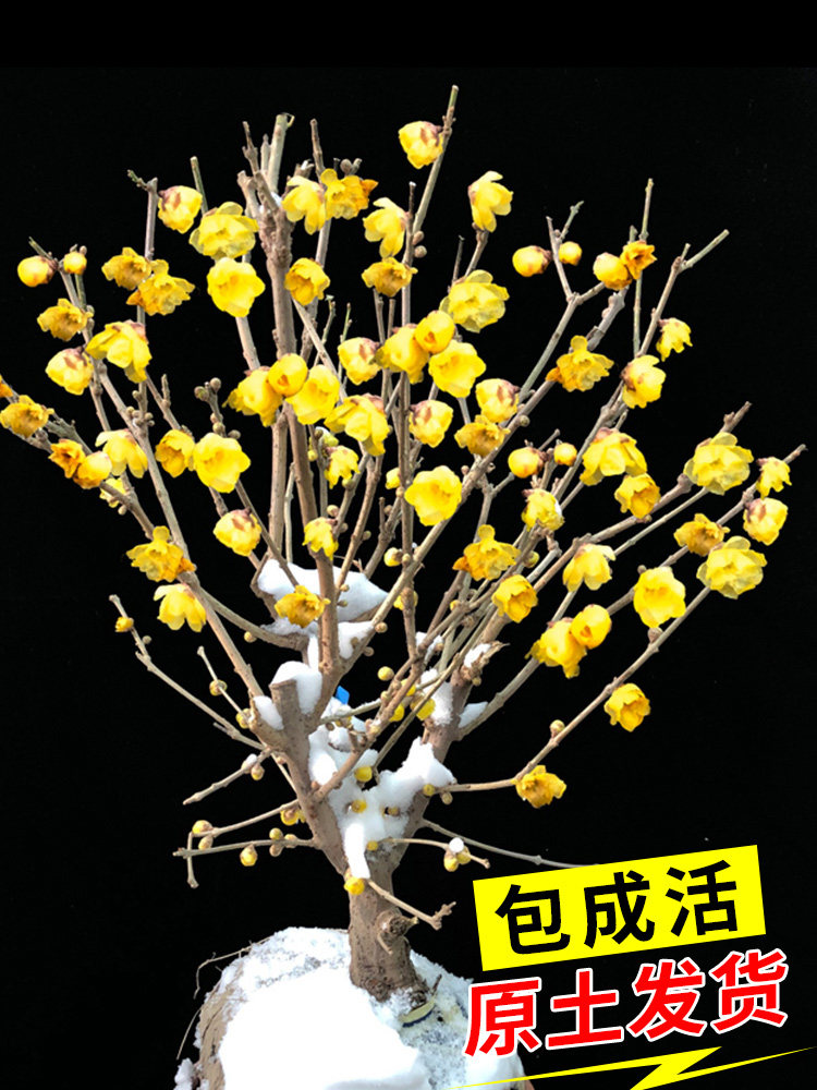腊梅花树苗耐寒花卉庭院阳台图片