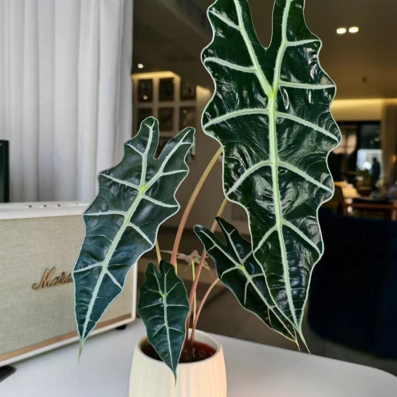 大仙女海芋水培植物室内绿植花卉客厅办公室桌面净化空气观叶盆栽