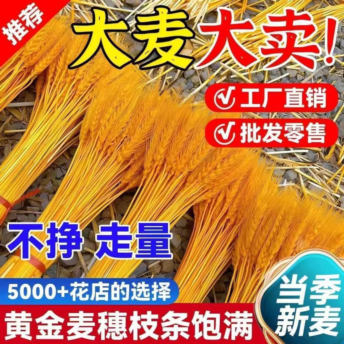 好货精品黄金麦穗干花天然大麦套袋干花风格黄金大麦厂家批发清仓