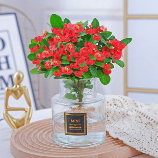 铁海棠盆栽大花虎刺梅老桩水培盆景办公室内多肉绿植物花卉