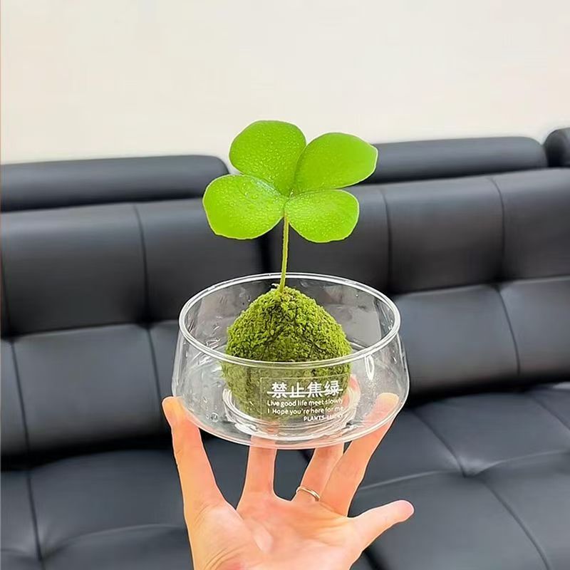 墨西哥铁苔藓球盆栽幸运四叶草绿植办公室内桌面好养可爱水培植物