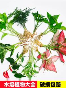室内花卉盆栽花桌面水生好养活绿萝文竹红白掌 水培植物大全