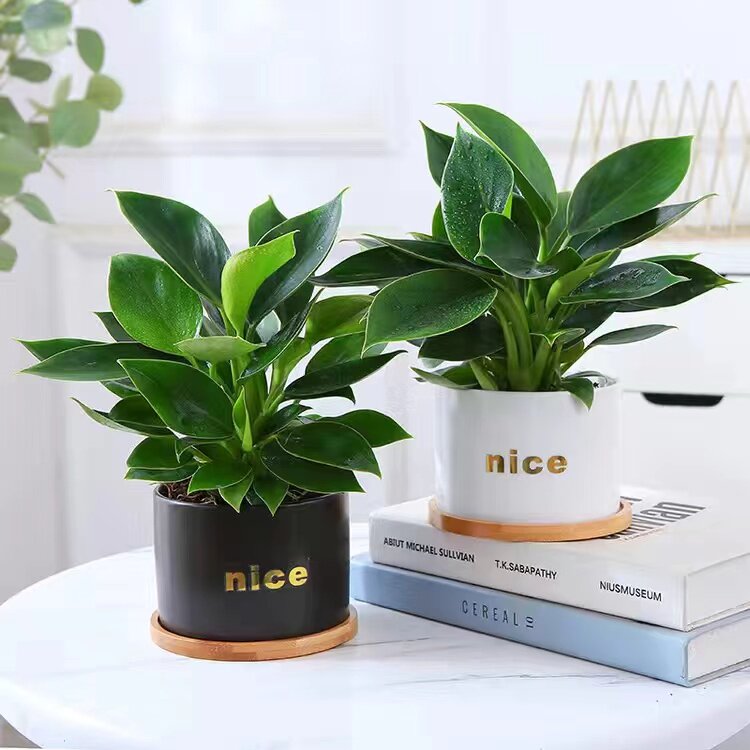 金钻盆栽绿萝箩室内植物花卉
