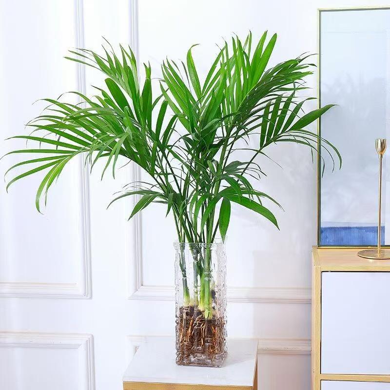 大型水培植物富贵椰子散尾葵室内客厅办公桌面盆栽四季常青绿植