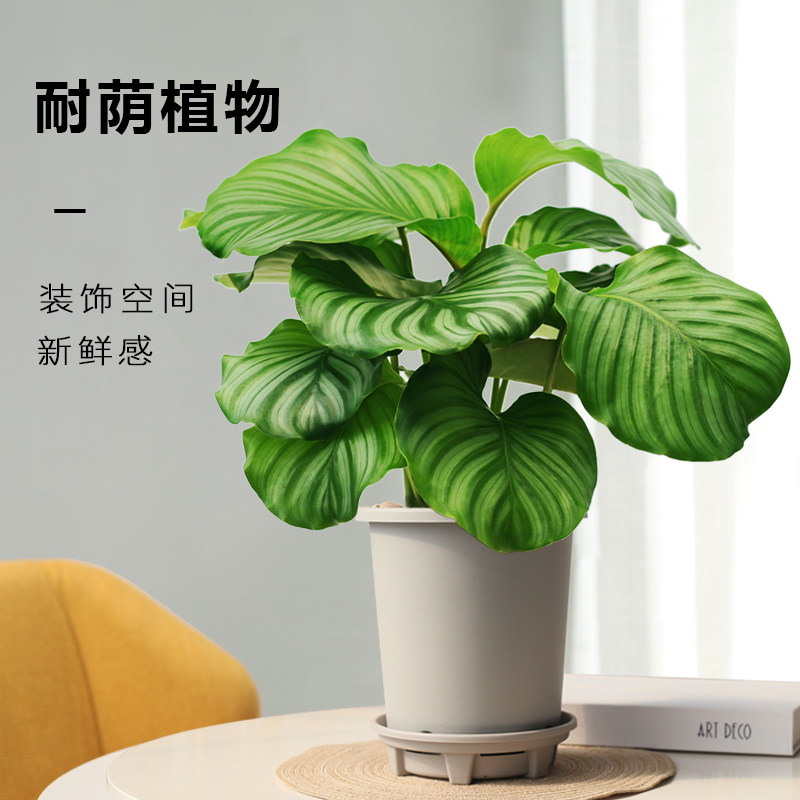 水培青苹果竹芋植物室内客厅水养盆栽办公室桌面四季好养观叶绿植