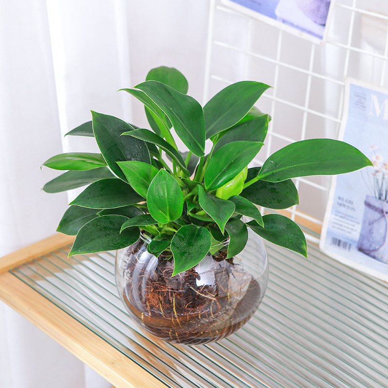 金钻盆栽绿萝箩室内植物花卉