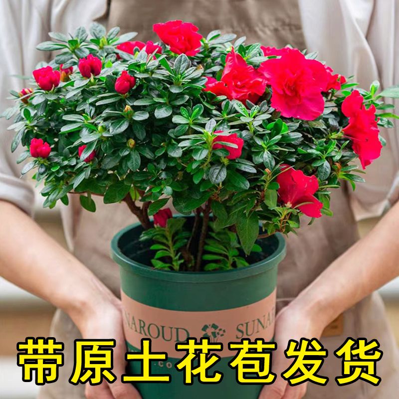 【带花苞原土】杜鹃花苗盆栽花卉植物室内外客厅阳台绿色植物盆景 鲜花速递/花卉仿真/绿植园艺 绣球/木绣球/木本植物 原图主图