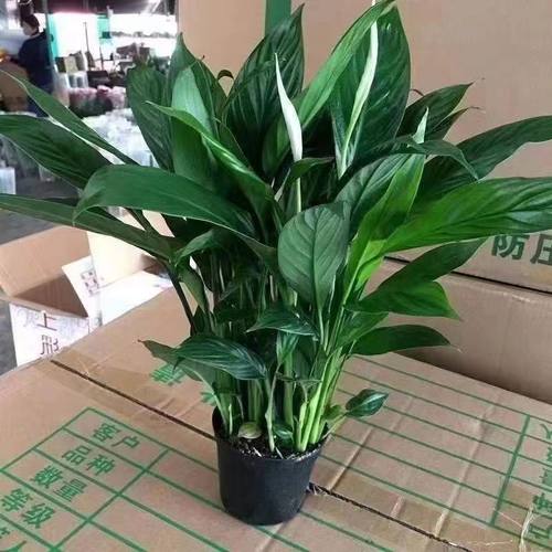 白掌盆栽一帆风顺绿萝箩花卉植物室内花水培红掌绿植发财树